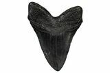 Fossil Megalodon Tooth - South Carolina #345803-1